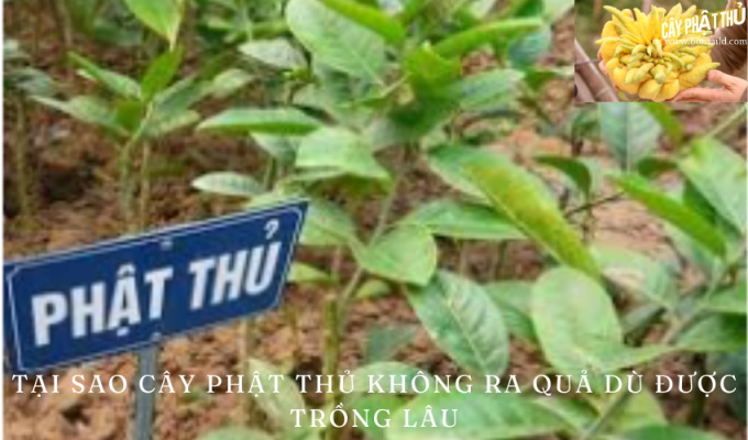 Tại sao cây phật thủ không ra quả dù được trồng lâu