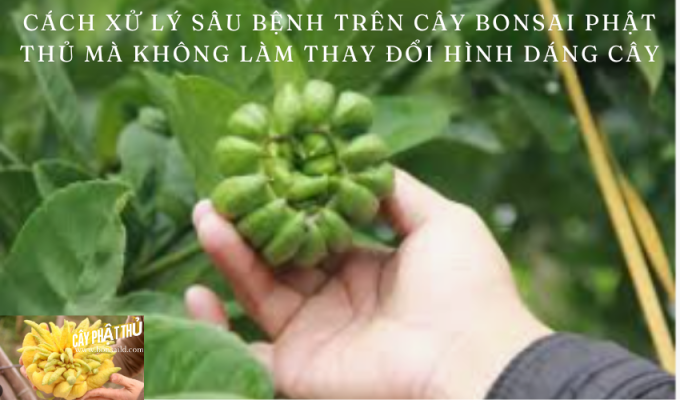 Cách xử lý sâu bệnh trên cây bonsai Phật thủ mà không làm thay đổi hình dáng cây – Hướng dẫn chi tiết