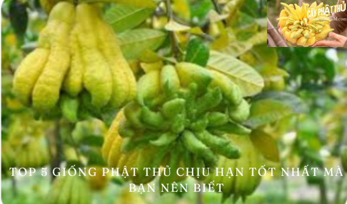 Top 5 giống phật thủ chịu hạn tốt nhất mà bạn nên biết