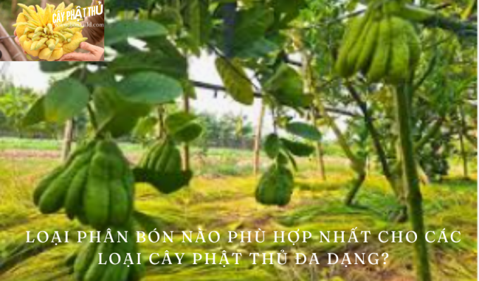 Loại phân bón nào phù hợp nhất cho các loại cây phật thủ đa dạng?