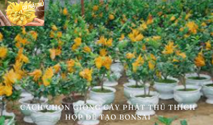 Cách chọn giống cây Phật thủ thích hợp để tạo bonsai