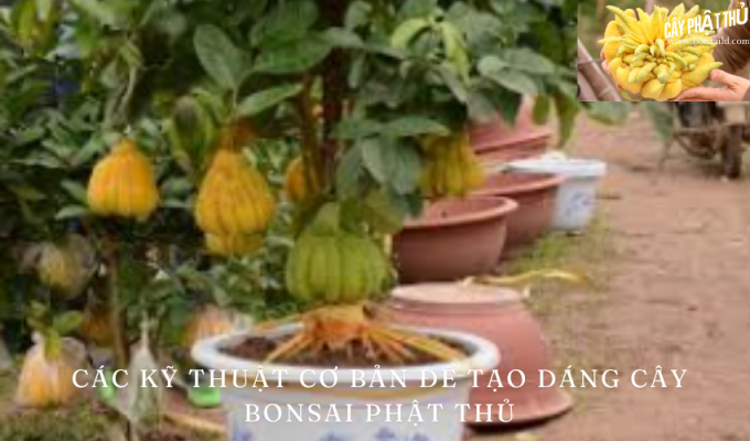 Các Kỹ Thuật Cơ Bản để Tạo Dáng Cây Bonsai Phật Thủ: Bí Quyết Tạo Nên Một Bonsai Đẹp