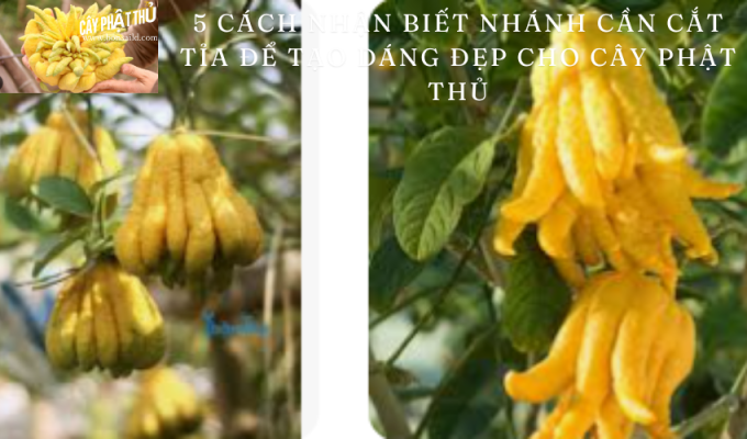 5 cách nhận biết nhánh cần cắt tỉa để tạo dáng đẹp cho cây phật thủ