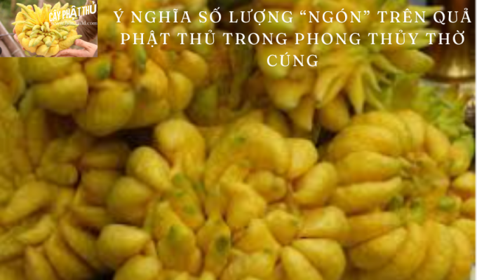 Ý nghĩa số lượng “ngón” trên quả Phật thủ trong phong thủy thờ cúng