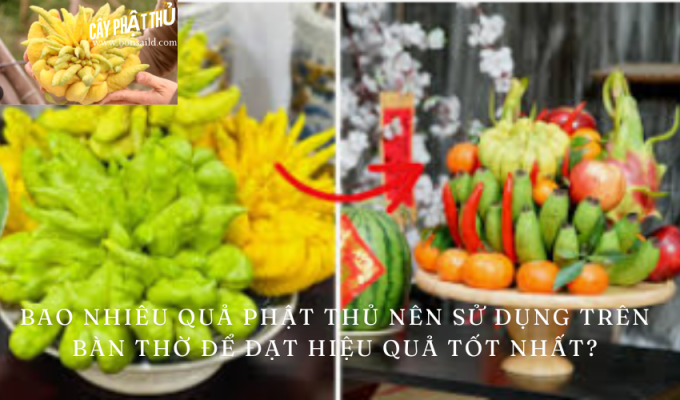 Bao nhiêu quả Phật thủ nên sử dụng trên bàn thờ để đạt hiệu quả tốt nhất?