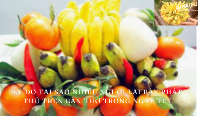 Lý do tại sao nhiều người lại bày phật thủ trên bàn thờ trong ngày Tết – Tìm hiểu về truyền thống tâm linh vào dịp Tết Nguyên Đán