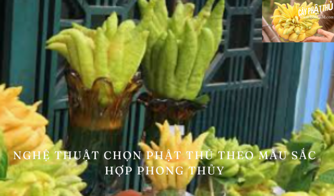 Nghệ thuật chọn Phật thủ theo màu sắc hợp phong thủy