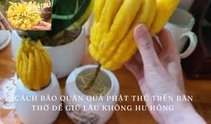 Cách bảo quản quả Phật thủ trên bàn thờ để giữ lâu không hư hỏng – Mẹo quý hữu để bảo quản quả Phật thủ hoàn hảo