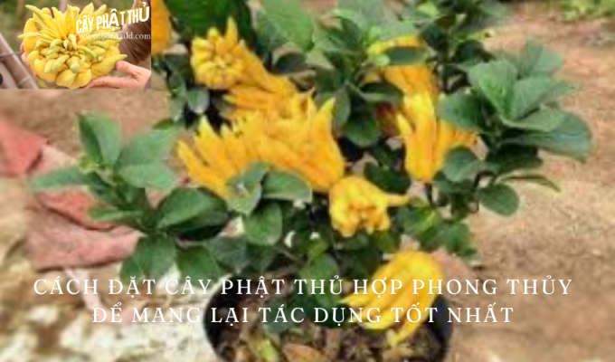 Cách đặt cây phật thủ hợp phong thủy để mang lại tác dụng tốt nhất