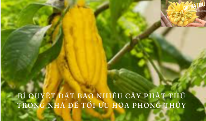 Bí quyết đặt bao nhiêu cây phật thủ trong nhà để tối ưu hóa phong thủy