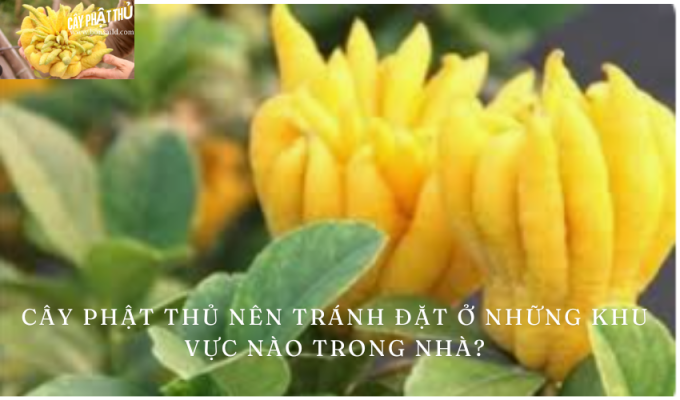 Cây phật thủ nên tránh đặt ở những khu vực nào trong nhà? – Tại sao và làm thế nào?