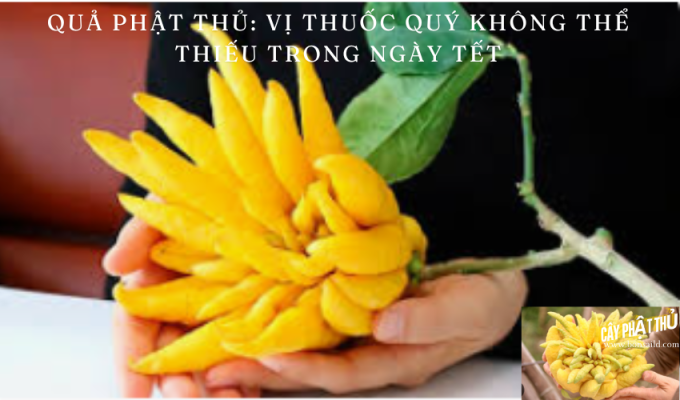 Quả phật thủ: Vị thuốc quý không thể thiếu trong ngày Tết