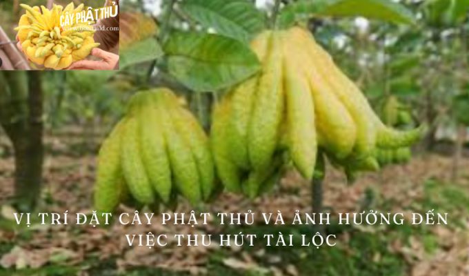 Vị trí đặt cây phật thủ và ảnh hưởng đến việc thu hút tài lộc: Bí quyết không thể bỏ qua