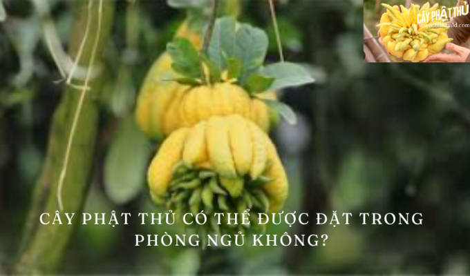 Cây phật thủ có thể được đặt trong phòng ngủ không? Những lưu ý cần biết khi đặt cây trong không gian ngủ