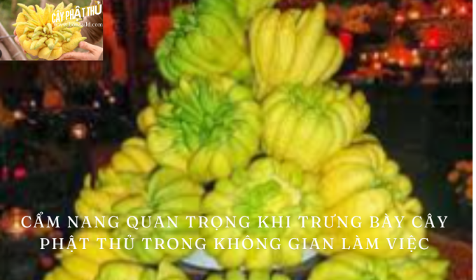 Cẩm nang quan trọng khi trưng bày cây Phật Thủ trong không gian làm việc