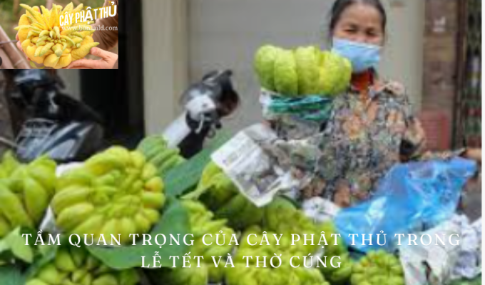 Tầm quan trọng của cây phật thủ trong lễ Tết và thờ cúng