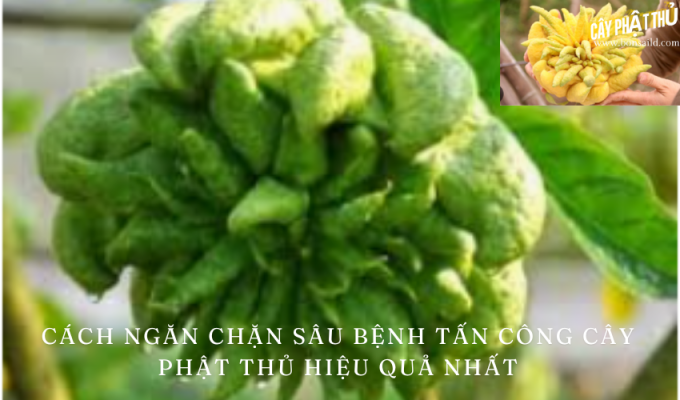 Cách ngăn chặn sâu bệnh tấn công cây phật thủ hiệu quả nhất