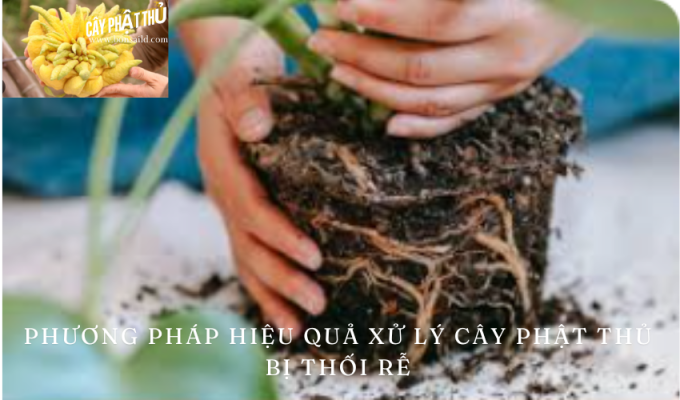 Phương pháp hiệu quả xử lý cây phật thủ bị thối rễ