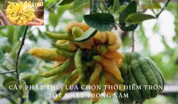 Cây Phật thủ: Lựa chọn thời điểm trồng tốt nhất trong năm