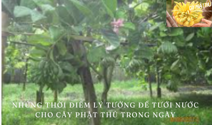 Những thời điểm lý tưởng để tưới nước cho cây phật thủ trong ngày