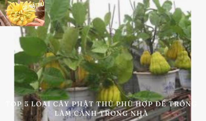 Top 5 loại cây phật thủ phù hợp để trồng làm cảnh trong nhà