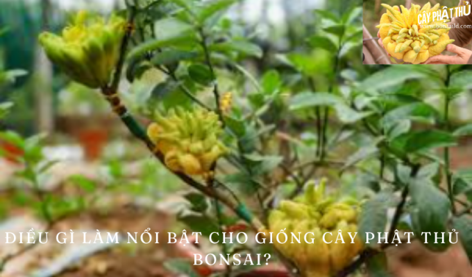 Điều gì làm nổi bật cho giống cây phật thủ bonsai?