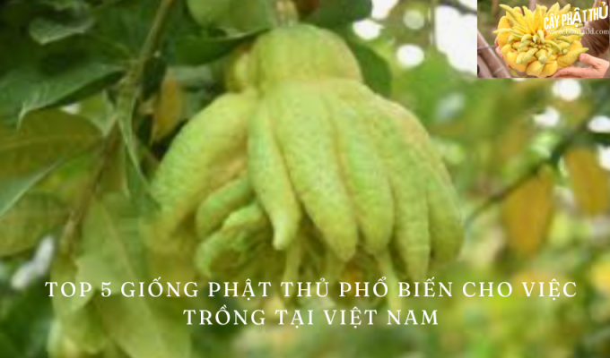 Top 5 giống phật thủ phổ biến cho việc trồng tại Việt Nam