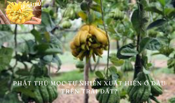 Phật thủ mọc tự nhiên xuất hiện ở đâu trên trái đất?