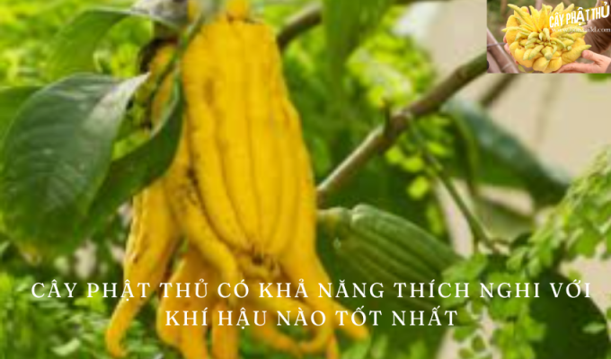 Cây phật thủ có khả năng thích nghi với khí hậu nào tốt nhất: Hướng dẫn chăm sóc và trồng cây