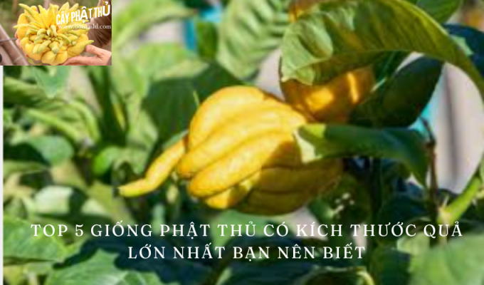 Top 5 Giống Phật Thủ Có Kích Thước Quả Lớn Nhất Bạn Nên Biết