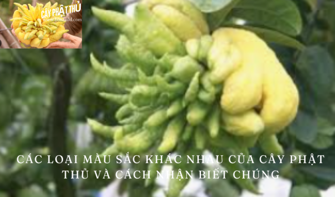 Các loại màu sắc khác nhau của cây phật thủ và cách nhận biết chúng