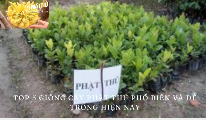 Top 5 giống cây phật thủ phổ biến và dễ trồng hiện nay