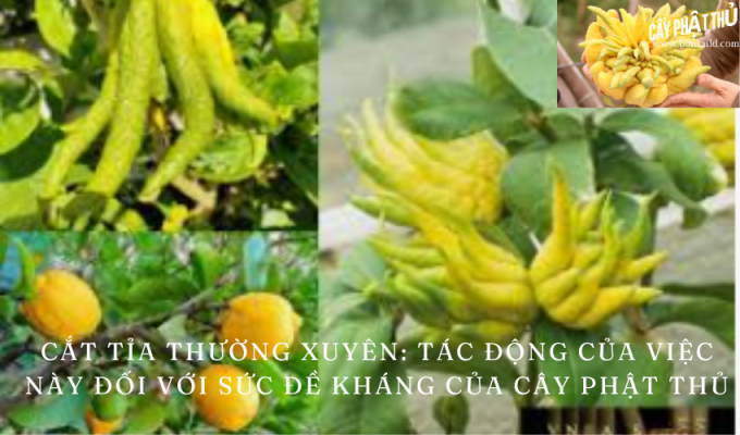 Cắt tỉa thường xuyên: Tác động của việc này đối với sức đề kháng của cây phật thủ