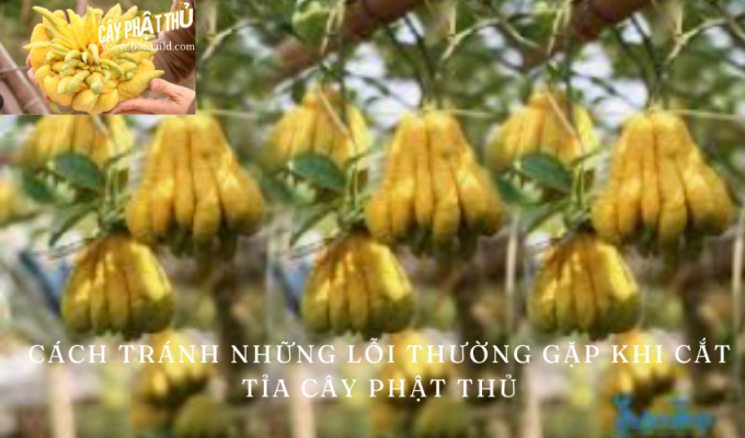 Cách tránh những lỗi thường gặp khi cắt tỉa cây phật thủ