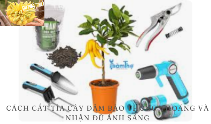 Cách cắt tỉa cây đảm bảo thông thoáng và nhận đủ ánh sáng